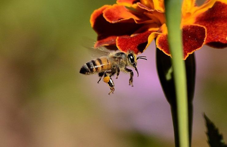 Una ape mentre sta volando