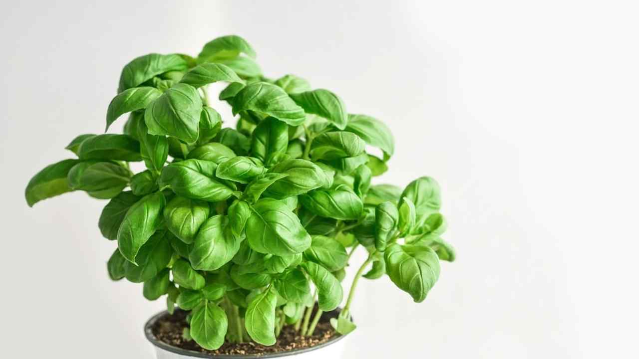 come coltivare il basilico