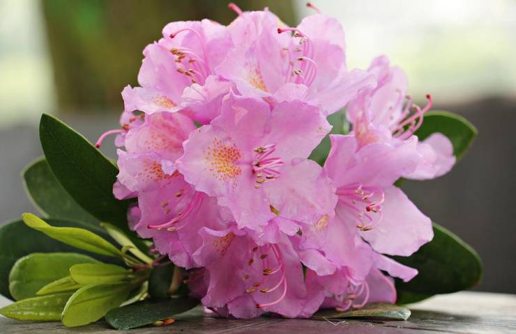 Una bellissima azalea rosa