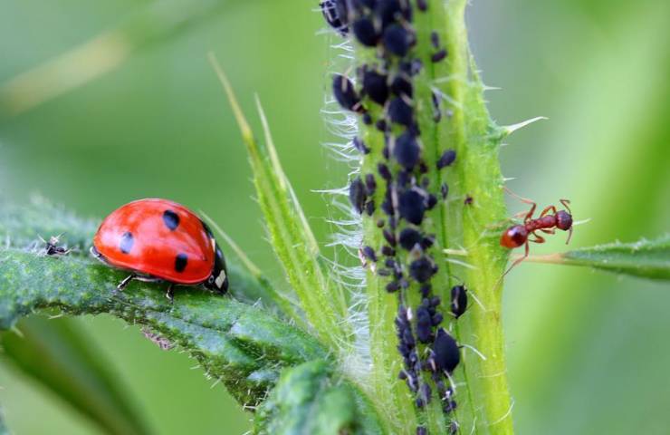 Una coccinella ed una formica attaccano dei parassiti