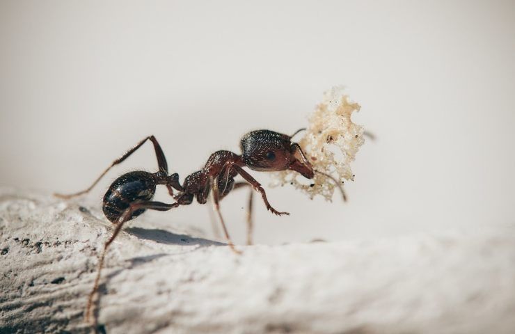 Una formica porta via una mollica