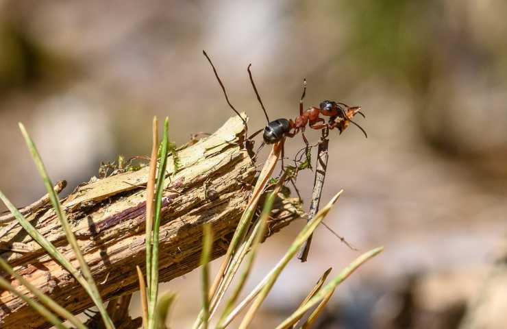 Una formica tra la vegetazione