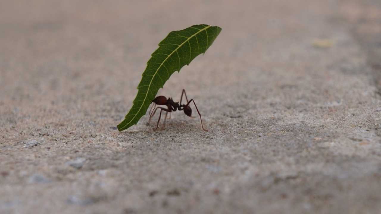come eliminare le formiche da casa