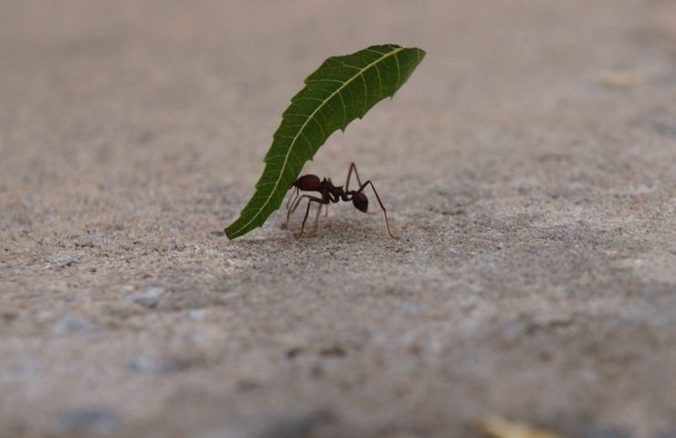 Una formica trasporta una fogliolina