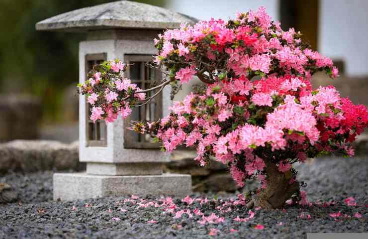 Una magnifica azalea