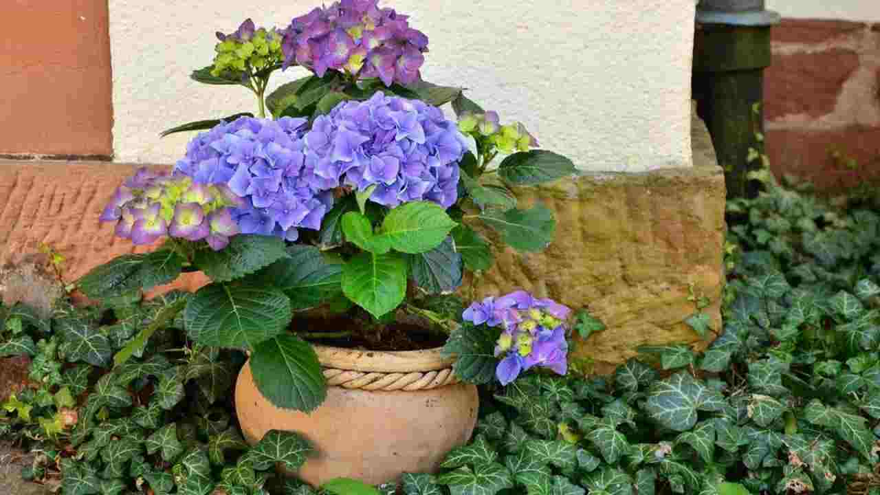 Come riprodurre le ortensie