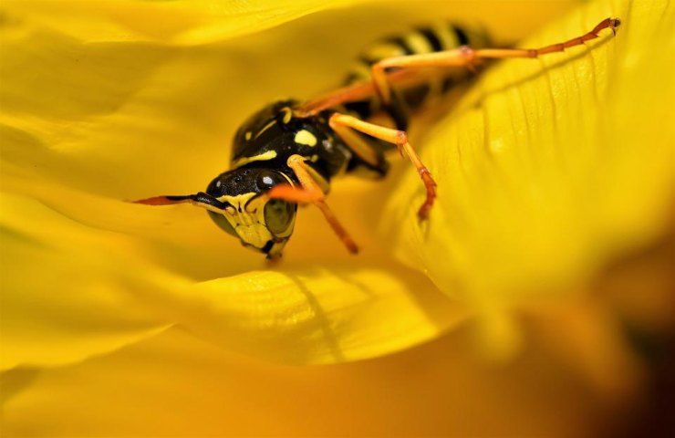 Una vespa su di un fiore