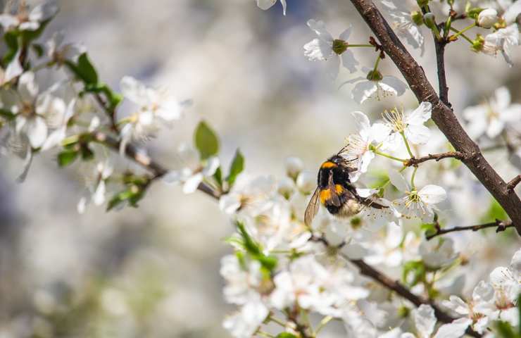 Una vespa su un albero