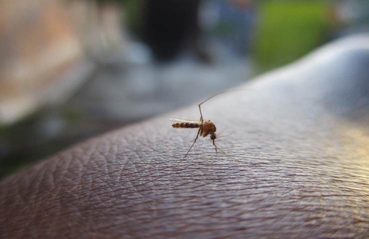 Una zanzara in procinto di nutrirsi