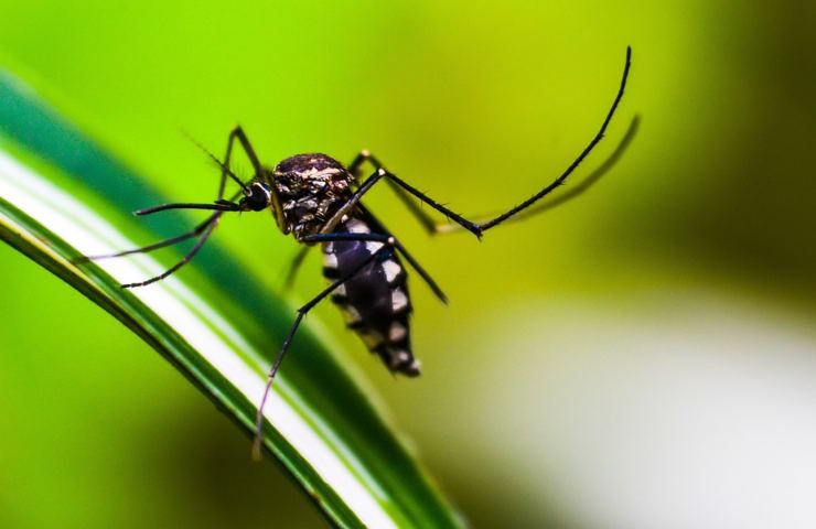 Una zanzara in volo