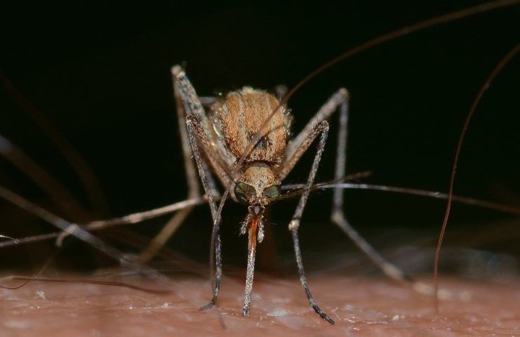 Una zanzara mentre si nutre