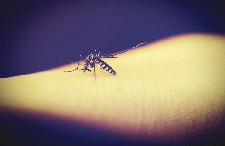 Una zanzara pronta a pungere