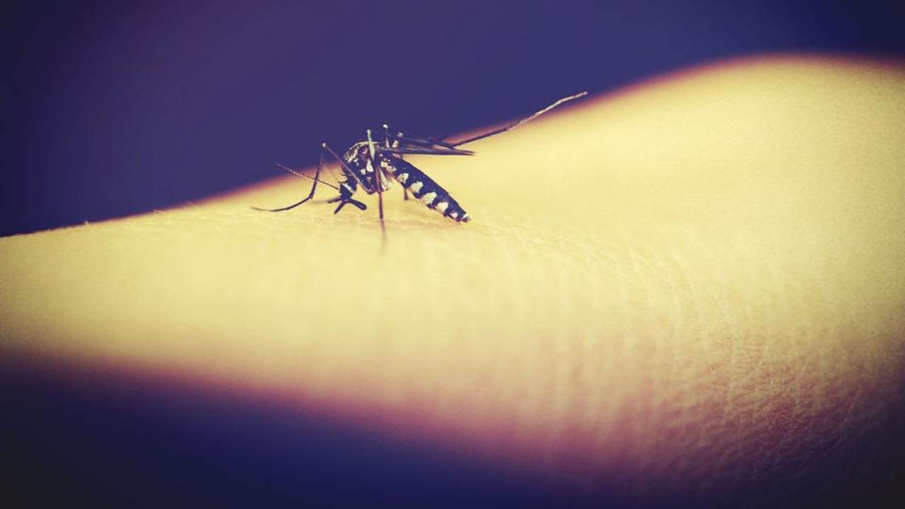 come scacciare le zanzare metodi trucchi