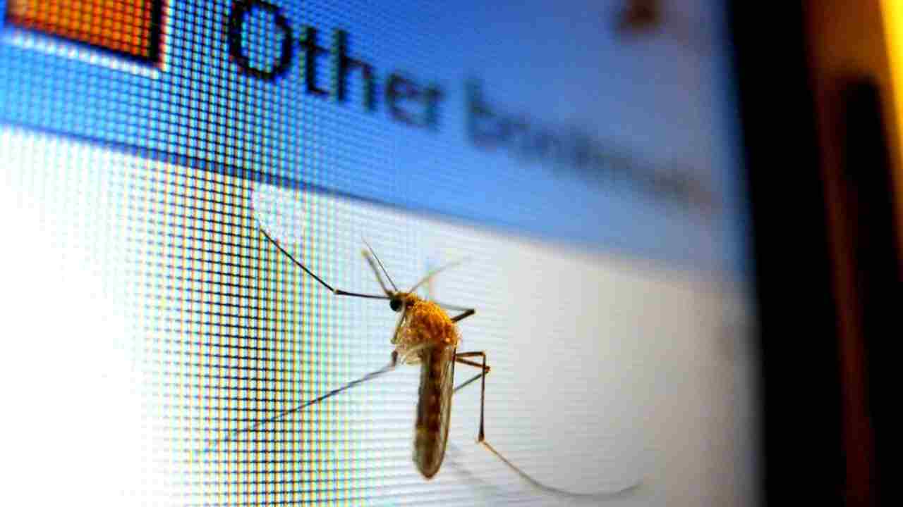come allontanare le zanzare in casa