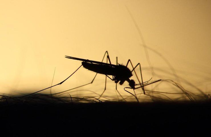 Una zanzara vista in controluce