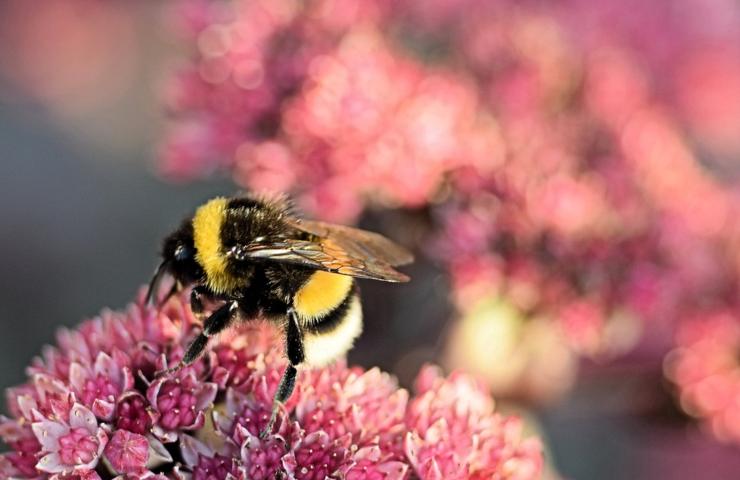 Un'ape su di un fiore