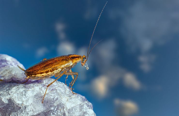 insetticida naturale scarafaggi