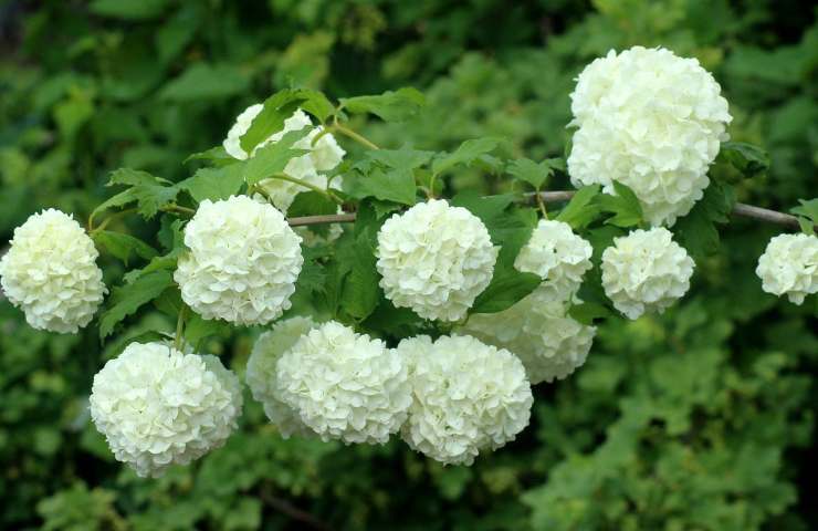 fiori bianchi belli