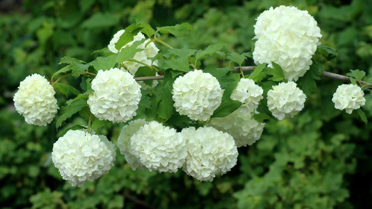 fiori bianchi estate