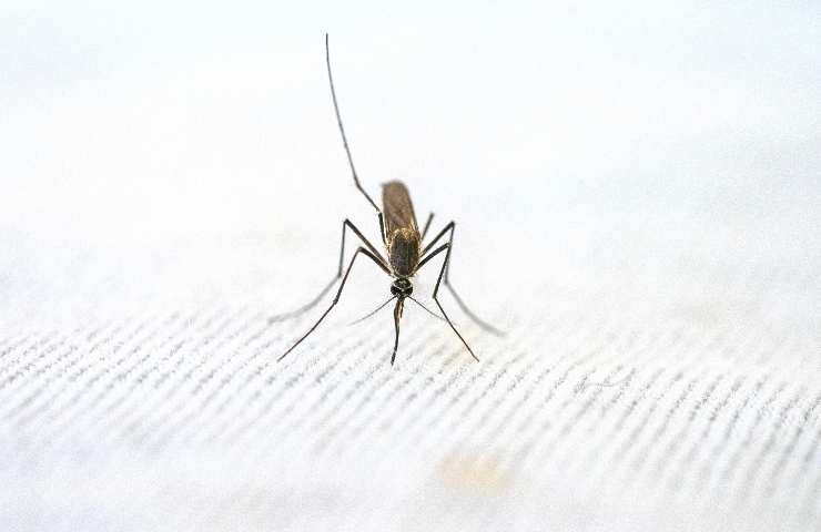 Combattere le zanzare