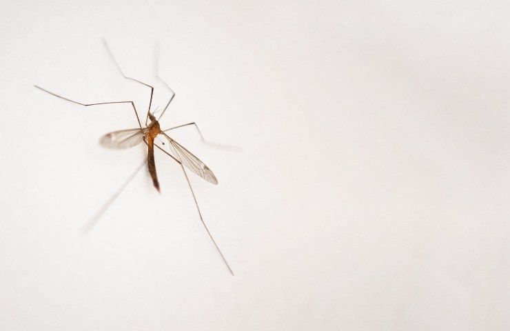 difendersi morsi zanzara