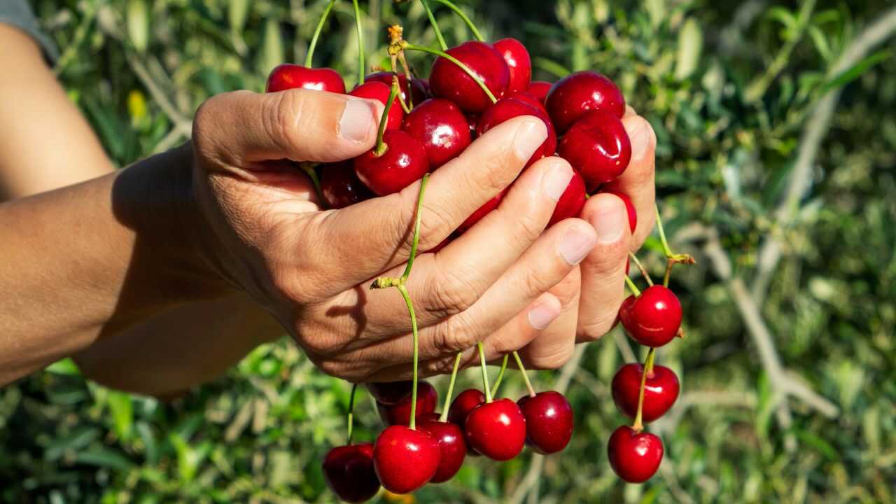 Eliminare pesticidi ciliegie