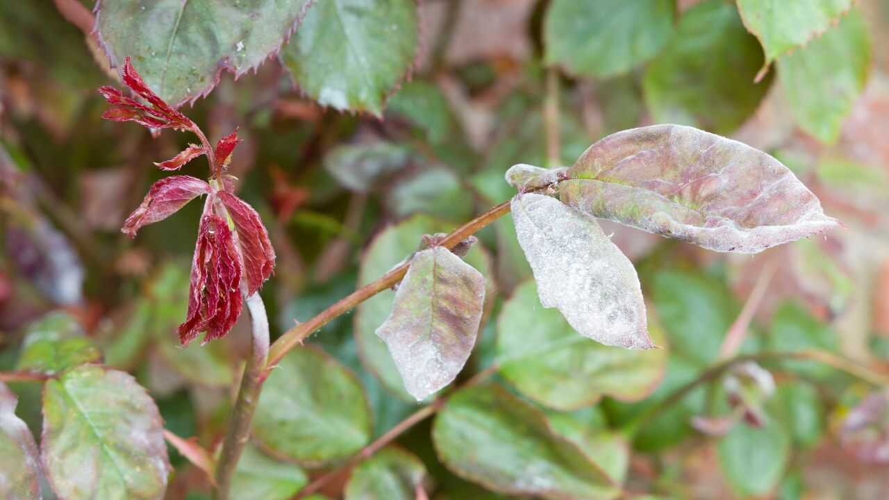 Mal bianco rose