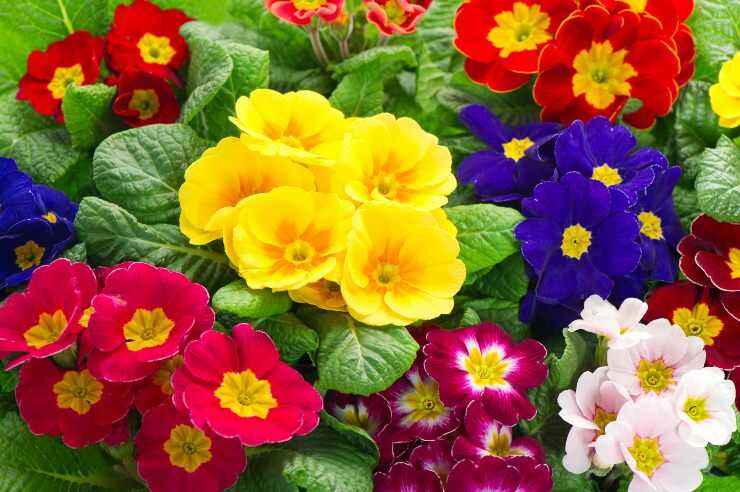 Primula