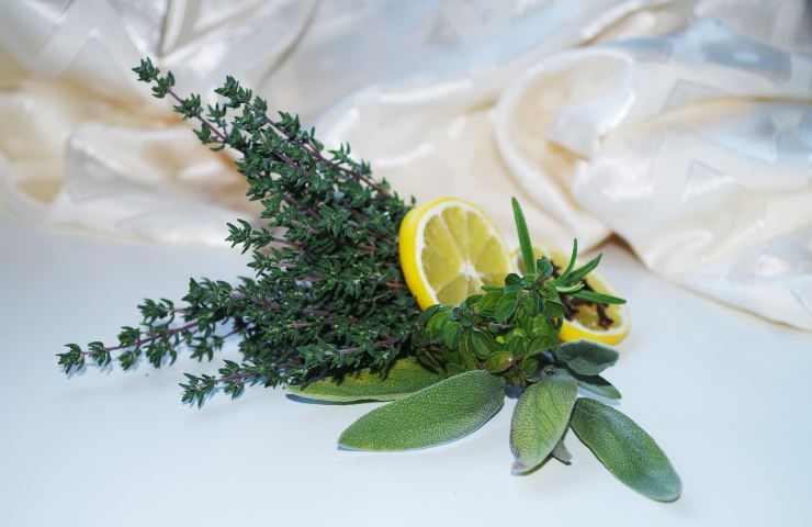 Erba aromatica