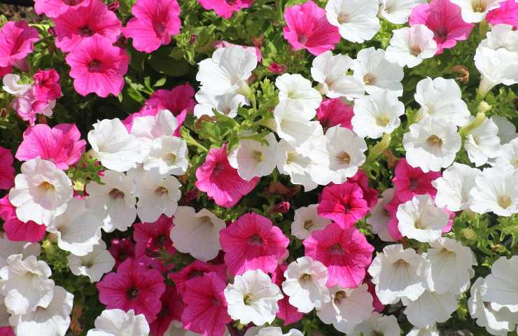 Fiori