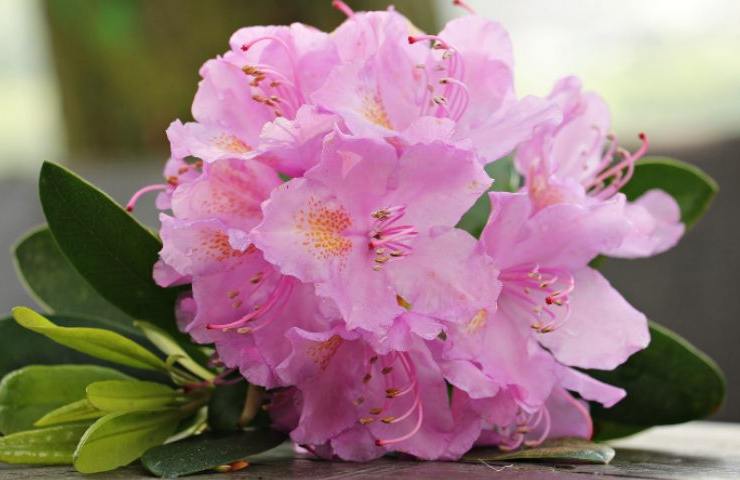 Azalea