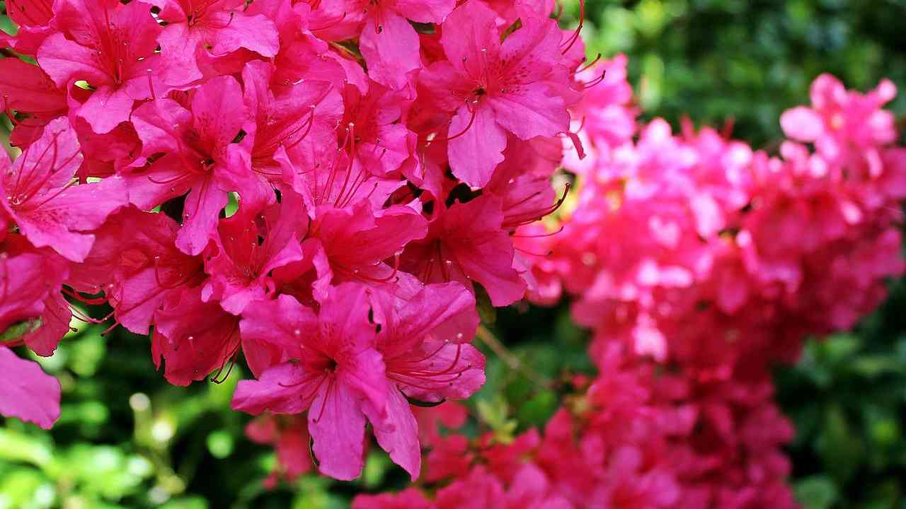 azalea rododendro