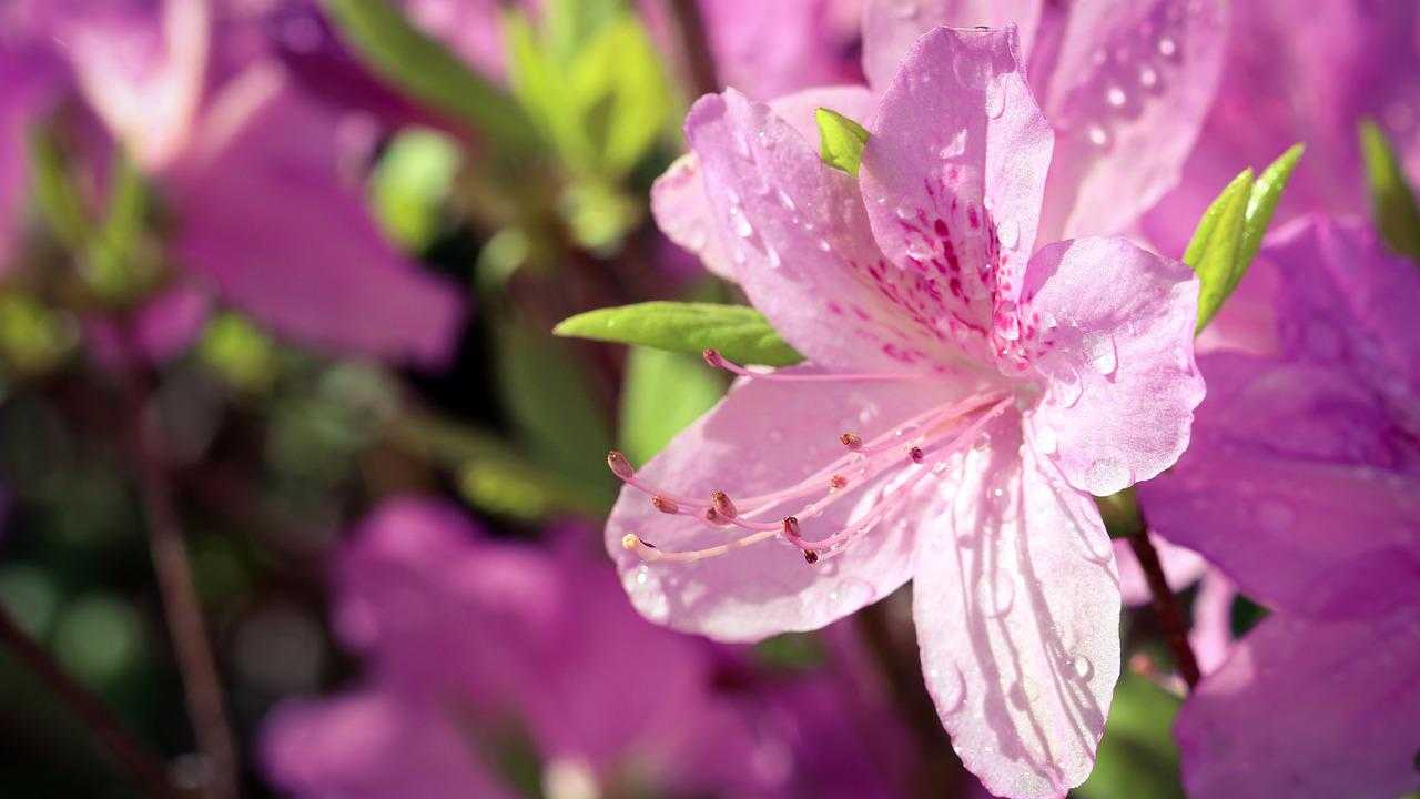 fiorire azalea anno precedente