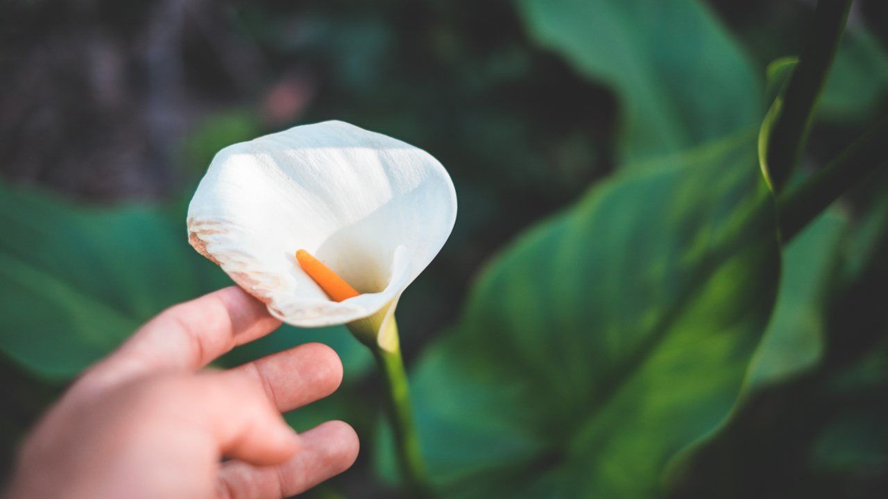 calla regole curarla