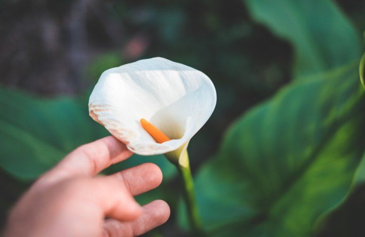 calla fiore 