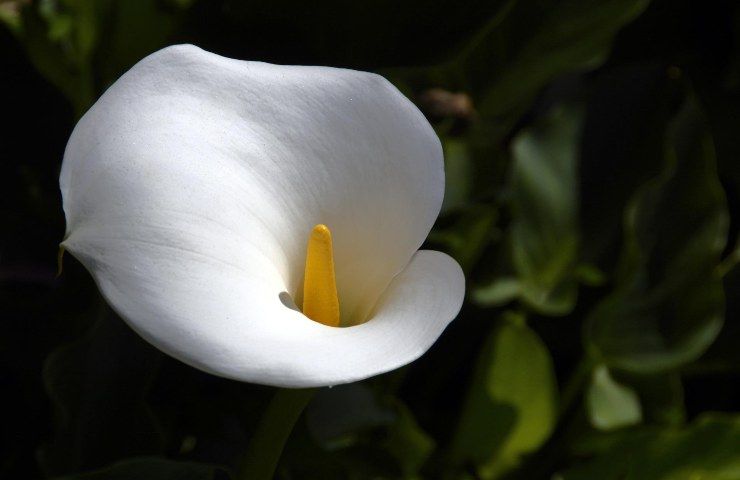 Calla