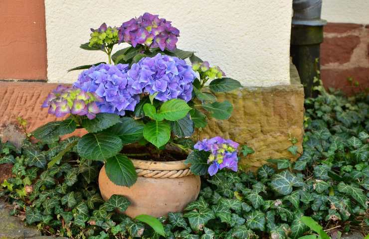 Pianta vaso