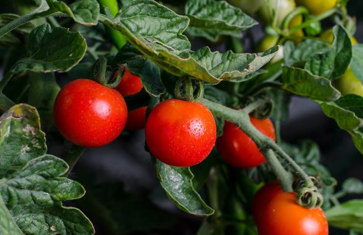 Foglie pomodoro