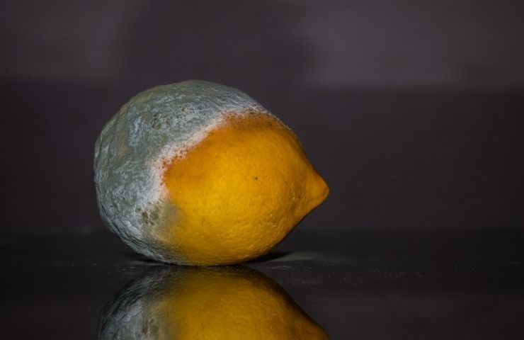 Limone marcio
