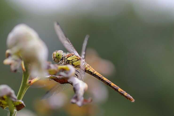 Libellule attirare fiori