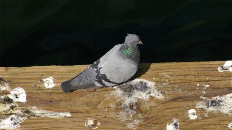 Guano sul balcone