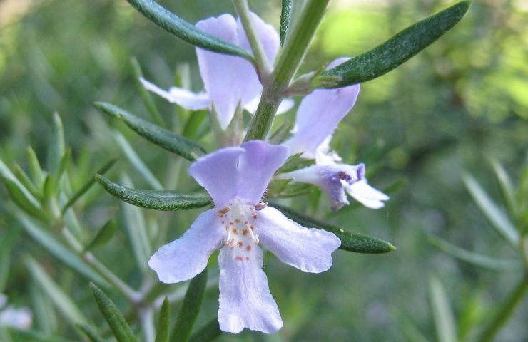 rosmarino pianta aromatica 