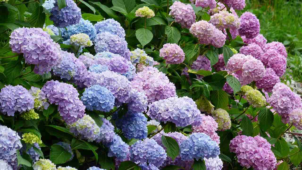 ortensie colore