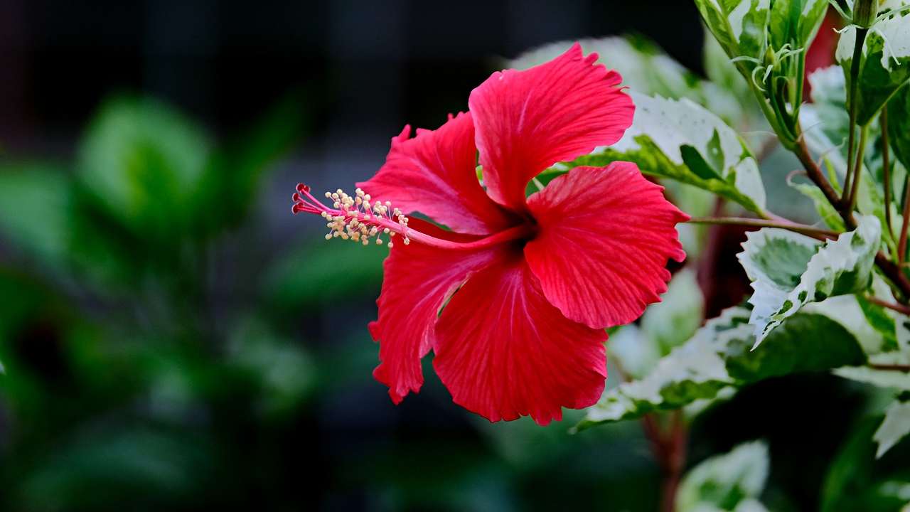 ibisco stimolare fiori