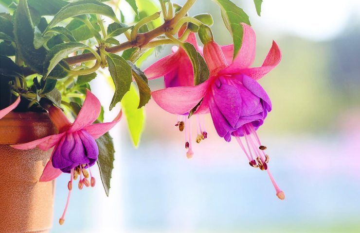 Fiori