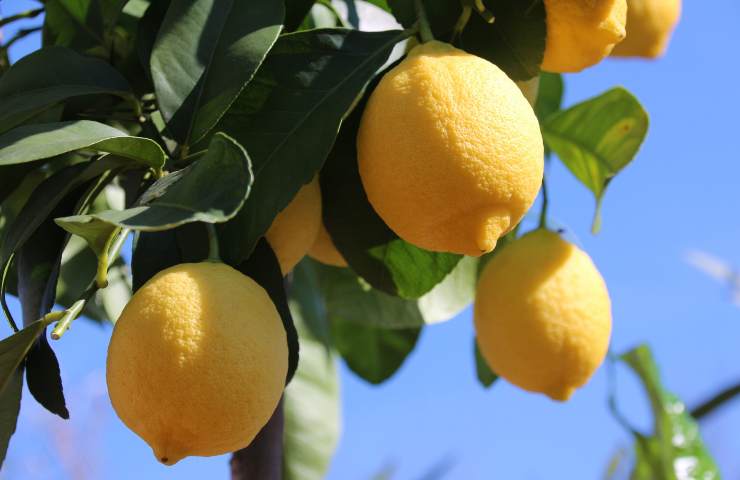 Limoni