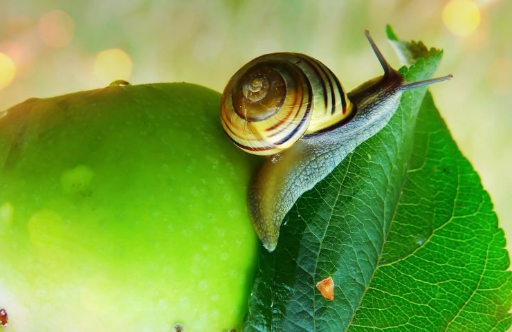 lumaca sulle foglie 