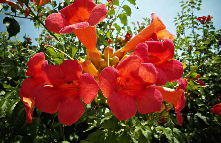 Bignonia