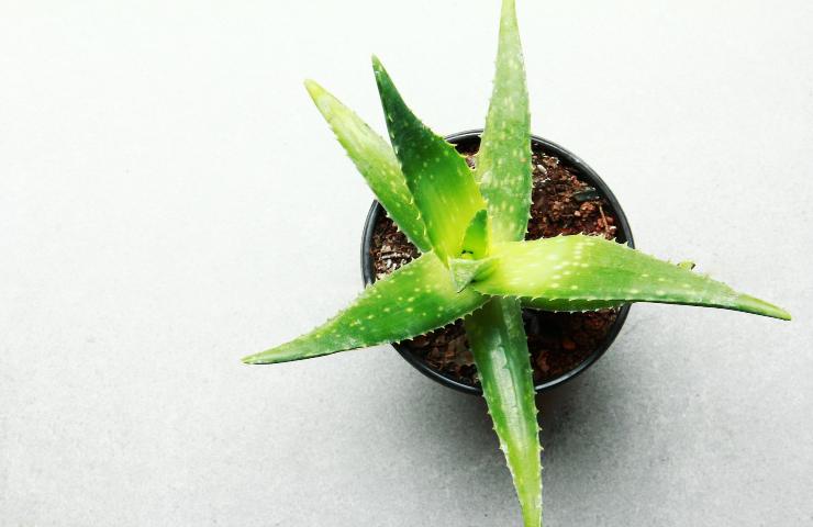 Pianta aloe