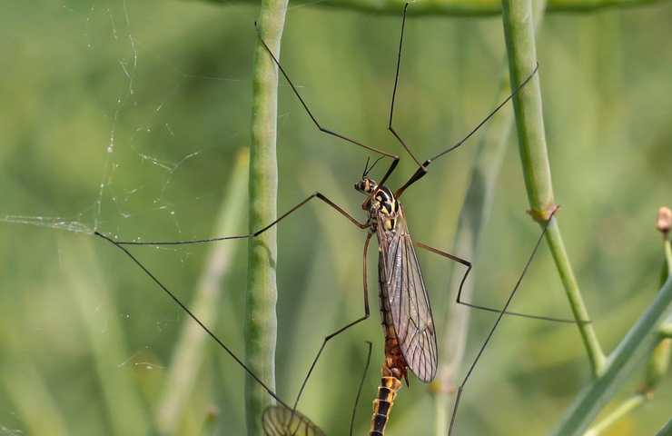 Tipule caratteristiche